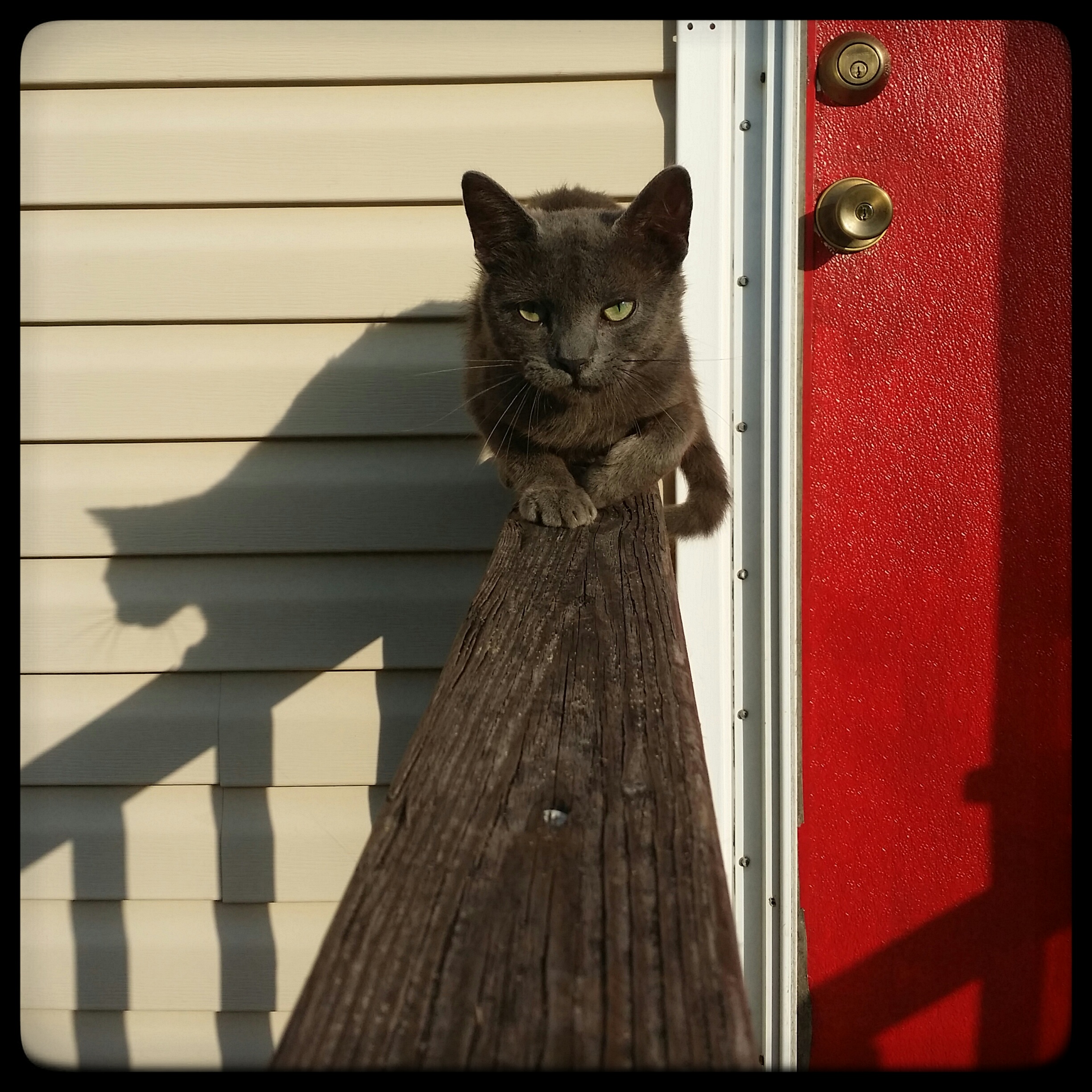 Stray Cat Strut; or, how our cat count grew 125% in six months